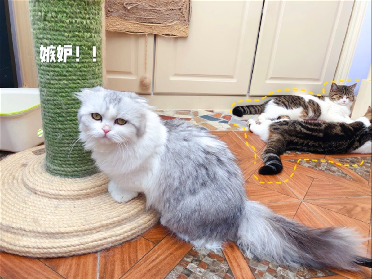 田园猫也是一条生命,中华田园猫中最稀有的田园猫排名