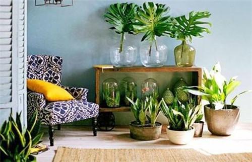 去甲醛的最好办法是什么,去甲醛植物排行榜第一名
