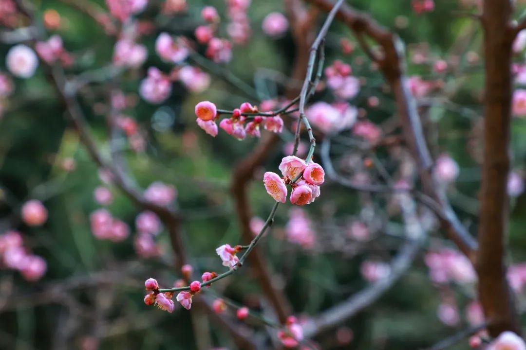 春天里最美的花儿，语文课本上的天下第一……一定要带孩子来