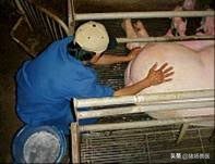 母猪难产用手掏过还能继续喂吗,母猪难产用脚踩哪个部位最合适