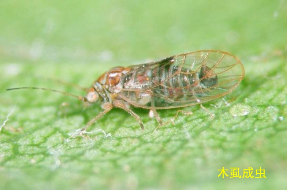 木虱的防治方法和病害有哪些,木虱类害虫的特点及防治方法