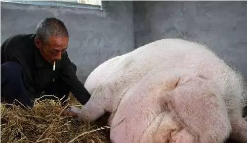 母猪产子小猪死亡率高,产房小猪死亡率高怎么解决