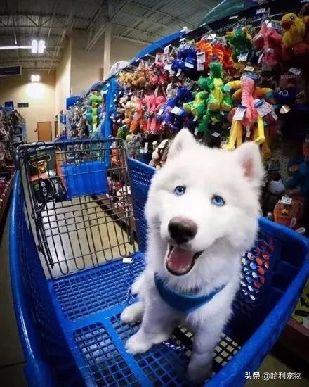 萨摩和哈士奇的孩子长大的样子,哈士奇和萨摩生的孩子