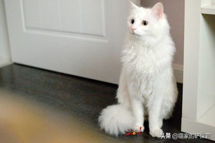 临清狮猫,山东天后