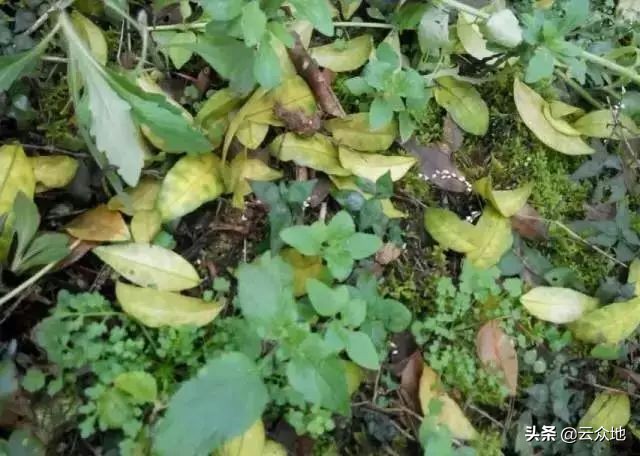 春天种的柑橘长的梢为什么会落叶,柑橘春季落叶怎么回事