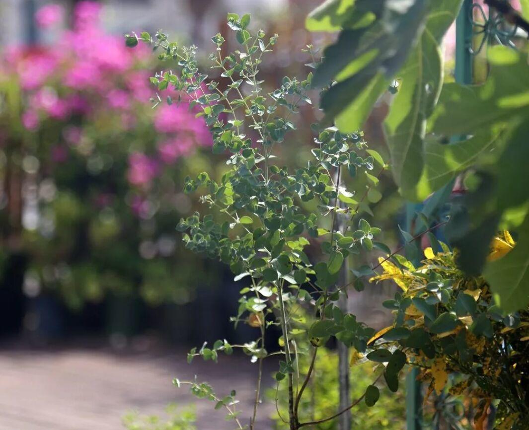 尤加利花适合室内养吗,适合夏季养的花惊艳好养小雏菊