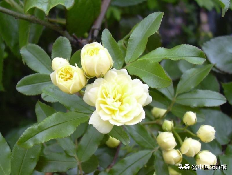 适合花园的花花草草,如何打造四季都有花的花园