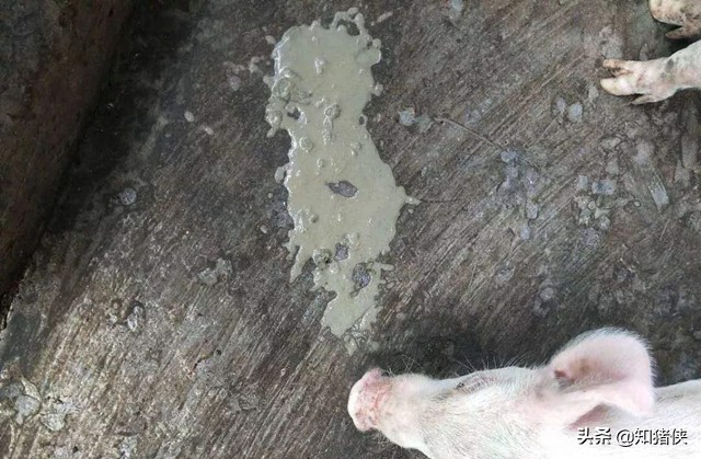 猪群轮状病毒,猪回肠炎便血