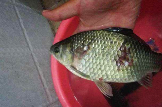 夏季板鲫用什么饵最好,冬季钓板鲫最好用什么饵