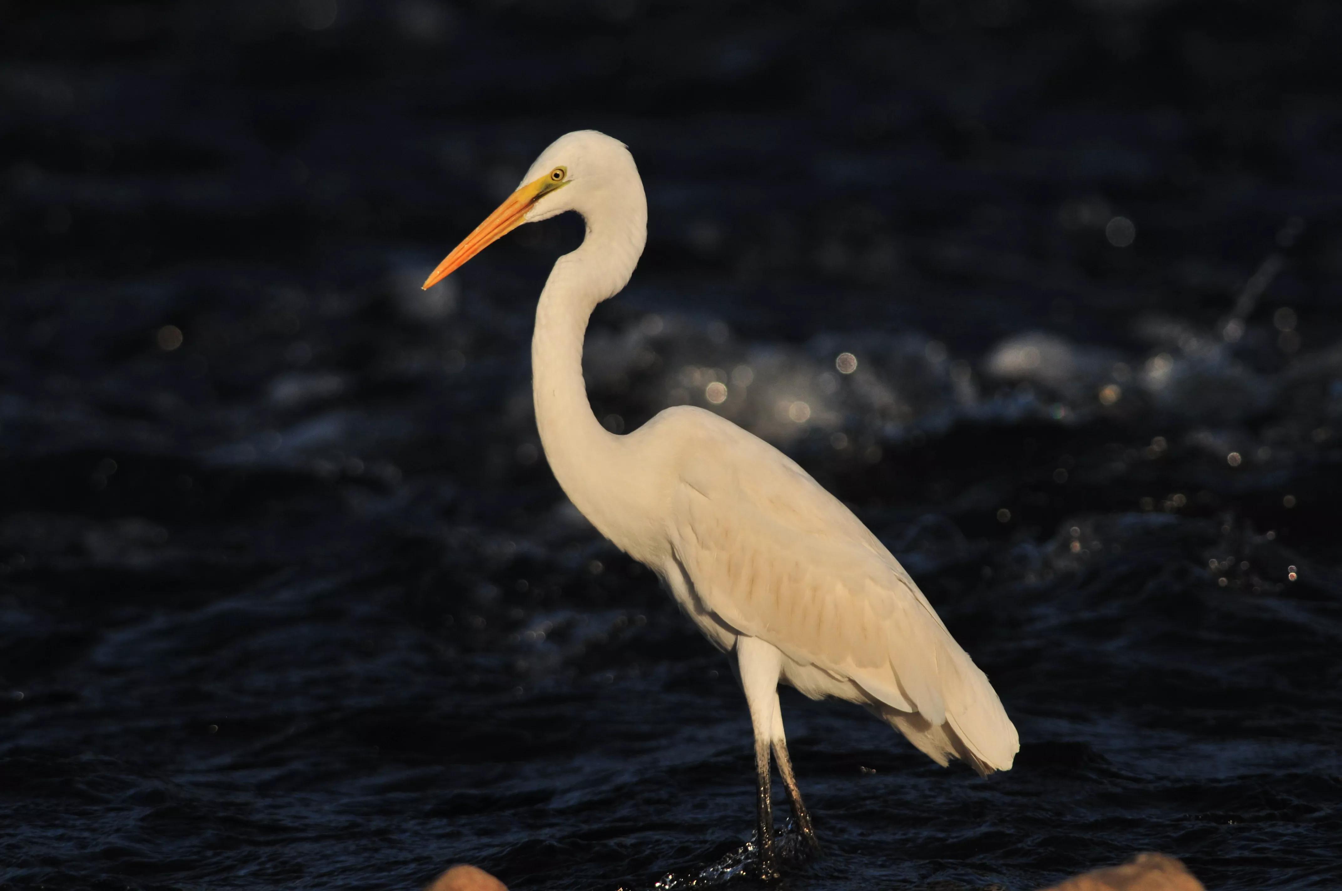 镜头装增距镜光圈会变化吗,镜头加增距镜后虚化效果会变好吗