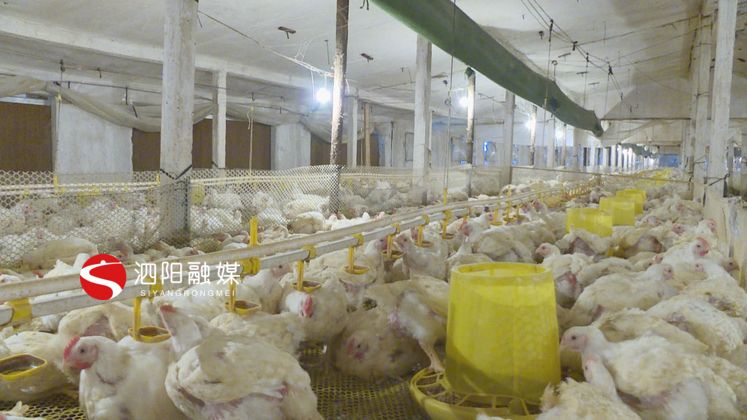 史修银：养殖行业里打拼创业致富不忘家乡人