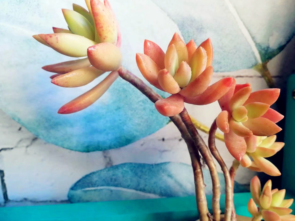 多肉水浇多了怎么补救最好,多肉水浇多了怎么快速干燥