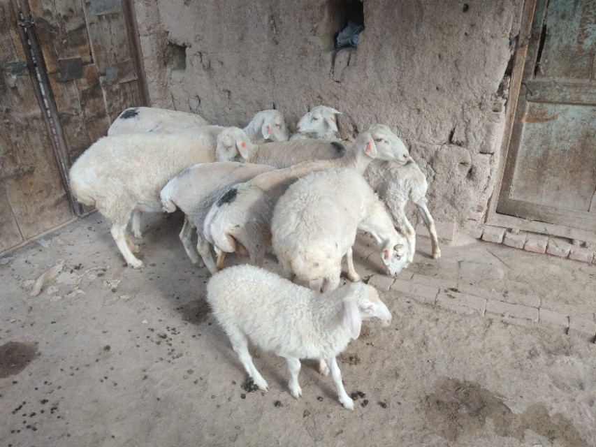 农村两只公羊打架,一群公羊打架视频