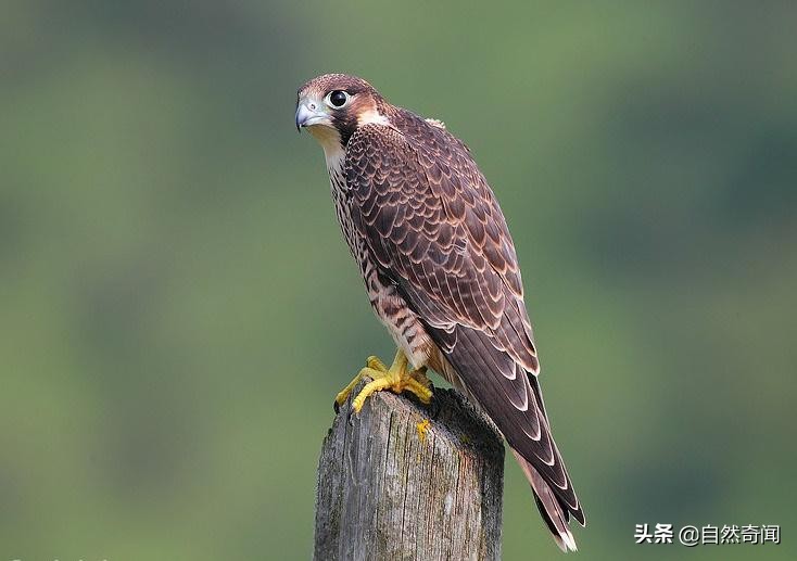 金雕猛禽排名,猛禽战斗力排行榜第一名