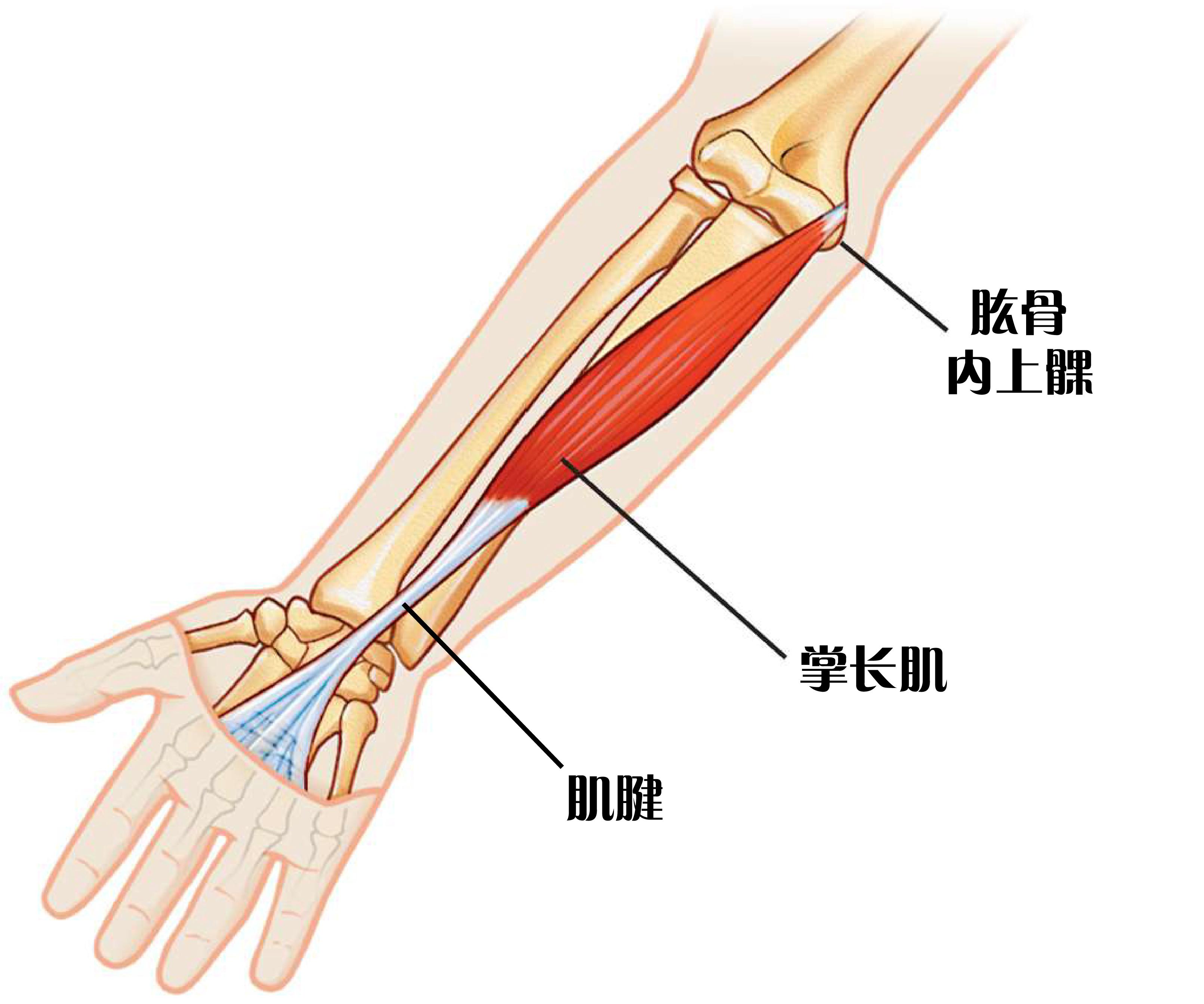 25%的人手臂中都会缺少一块肌肉：看看你也是这样吗？