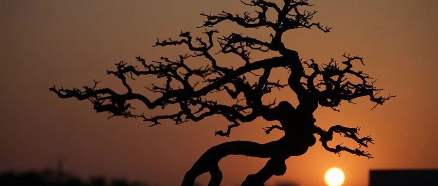 松花粉含有哪些营养成分,松花粉的营养价值和作用