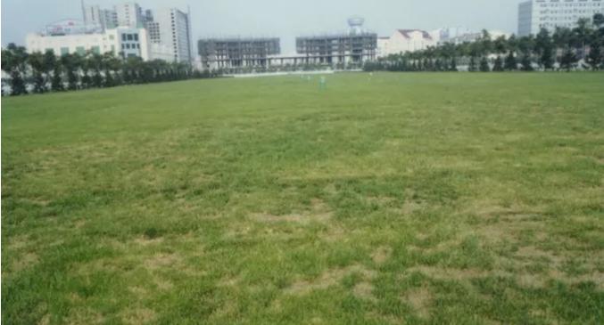 夏季高温天气草坪的种植,高温天气草坪如何修剪