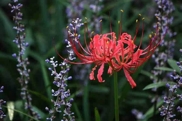 被误读的彼岸花，就是“阑边不见蘘蘘叶，砌下惟翻艳艳丛”之石蒜
