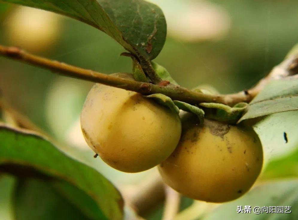 冬季最好吃的鲜枣,什么品种软枣最好吃