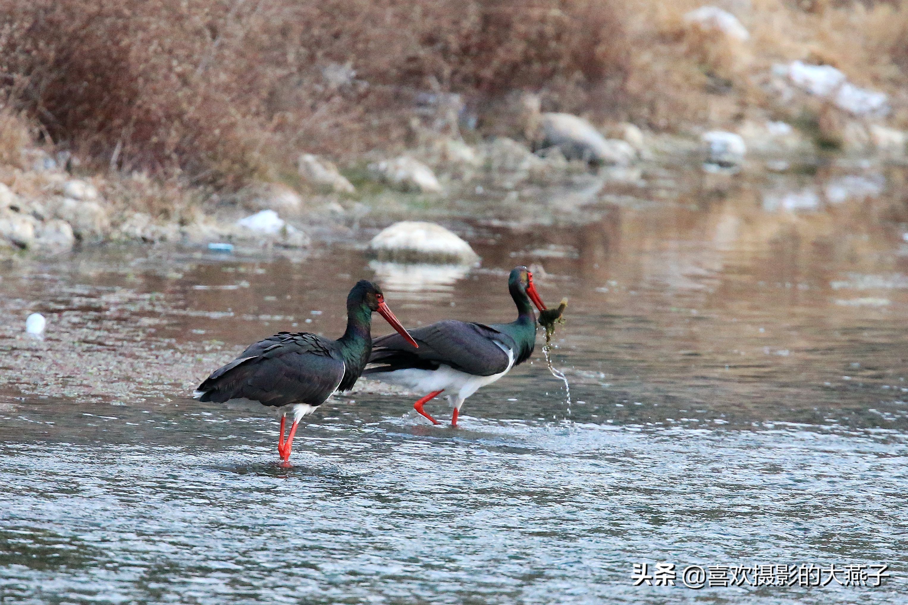 珍稀鸟类黑鹳来到河北井陉县越冬,房山十渡有什么野生动物
