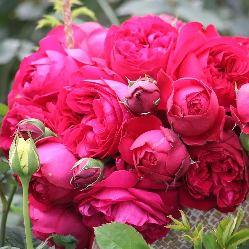 红红火火月季花图片,月季花红色有哪些品种好看