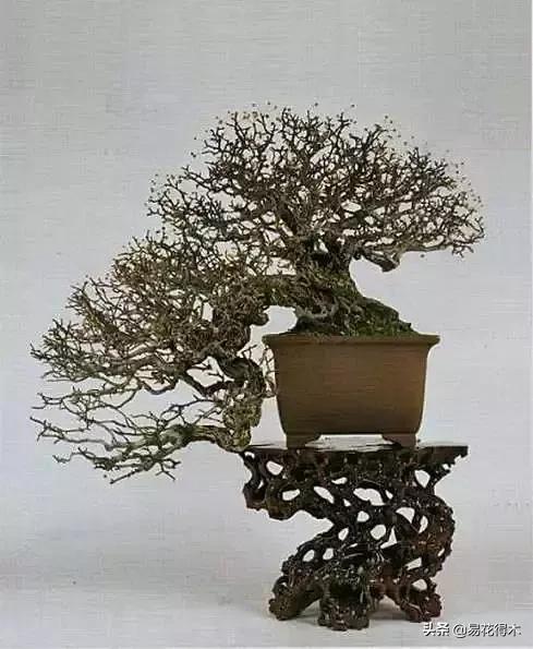 日本红枫和中国红枫有什么区别,日本红枫和中国红枫盆景的区别