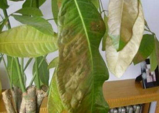 发财树叶子出现黄斑是怎么回事,发财树长黄斑叶子变黄是什么原因