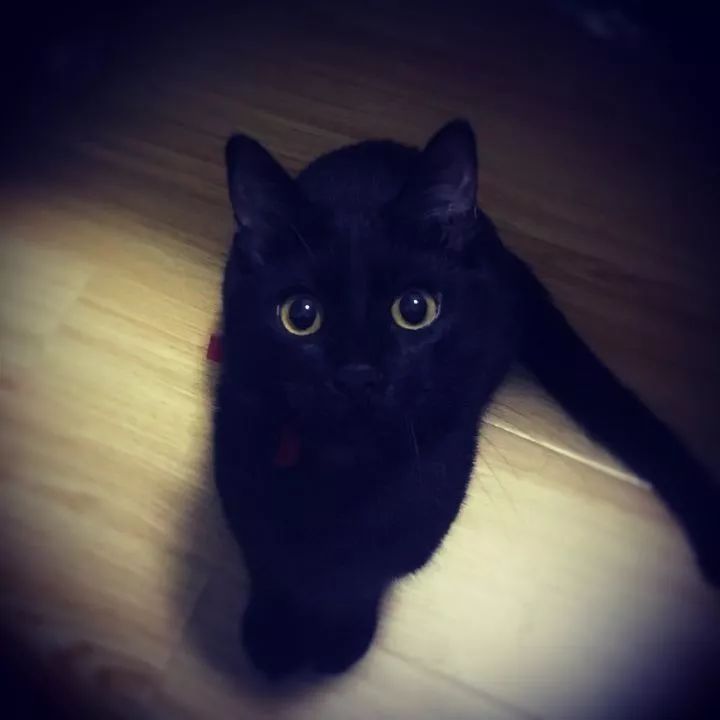 黑猫真的能看到人看不到的东西吗,黑猫真的有那么可怕吗