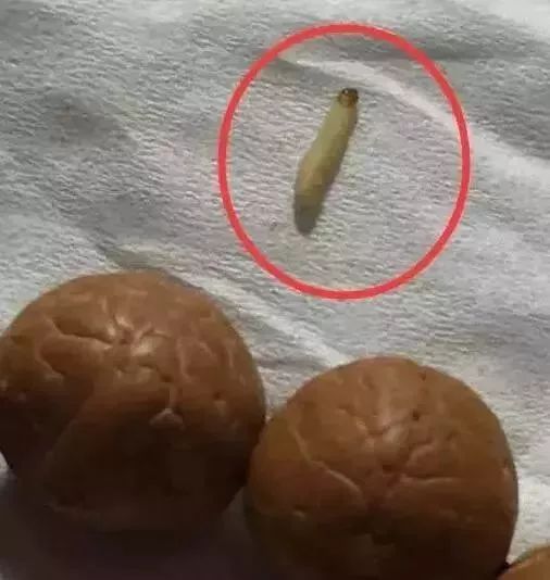 手串有白色小虫子,手串长虫子是什么原理