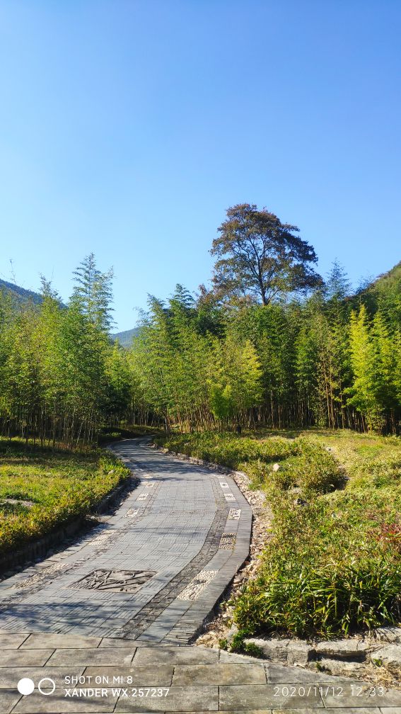 宜兴竹海十一月金色素材图片