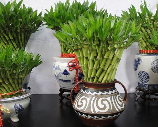 富贵竹叶片水养发黄怎么处理,富贵竹叶子发黄怎么办水养盆栽