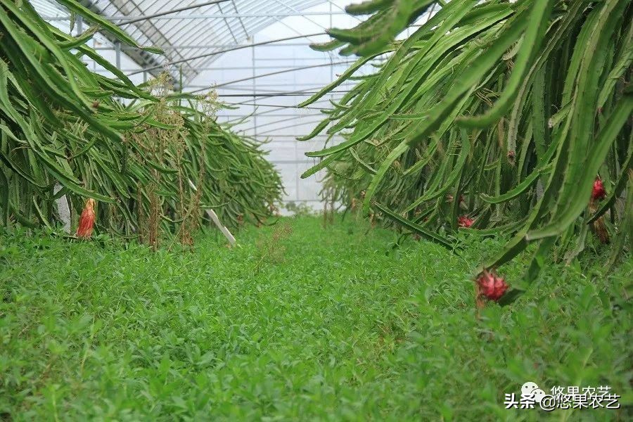 土壤ph值7.8碱性土壤如何改良调节,山地果园土壤怎么改良好