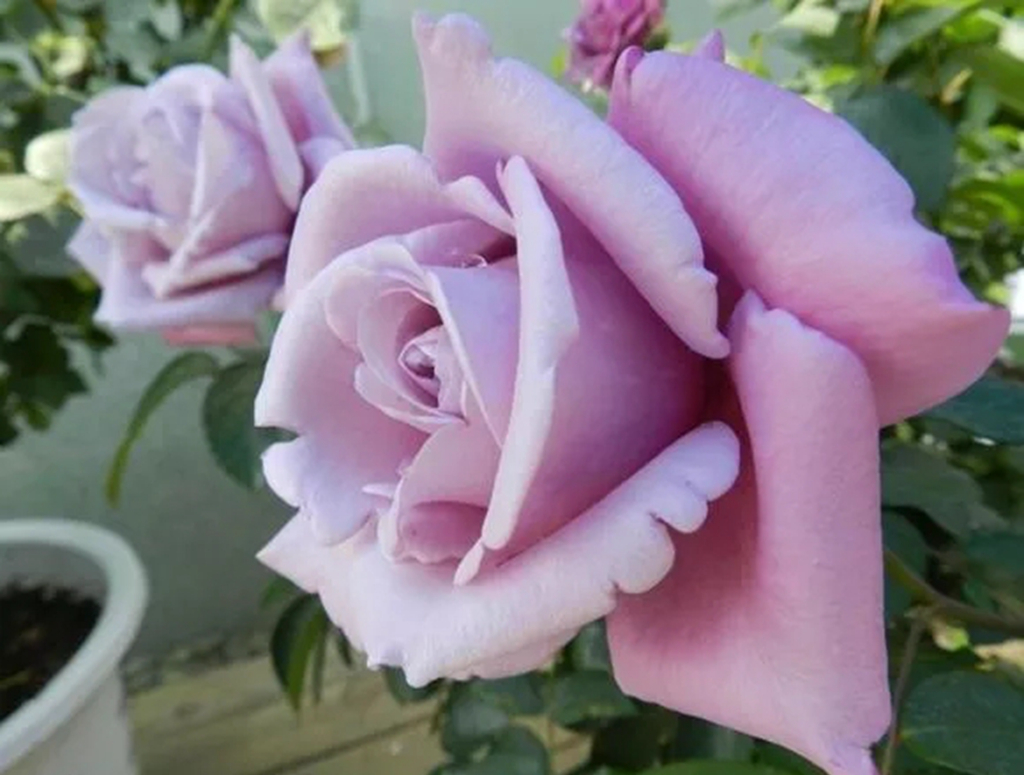 100种月季品种大全集,适合地栽的蓝紫色月季有哪些