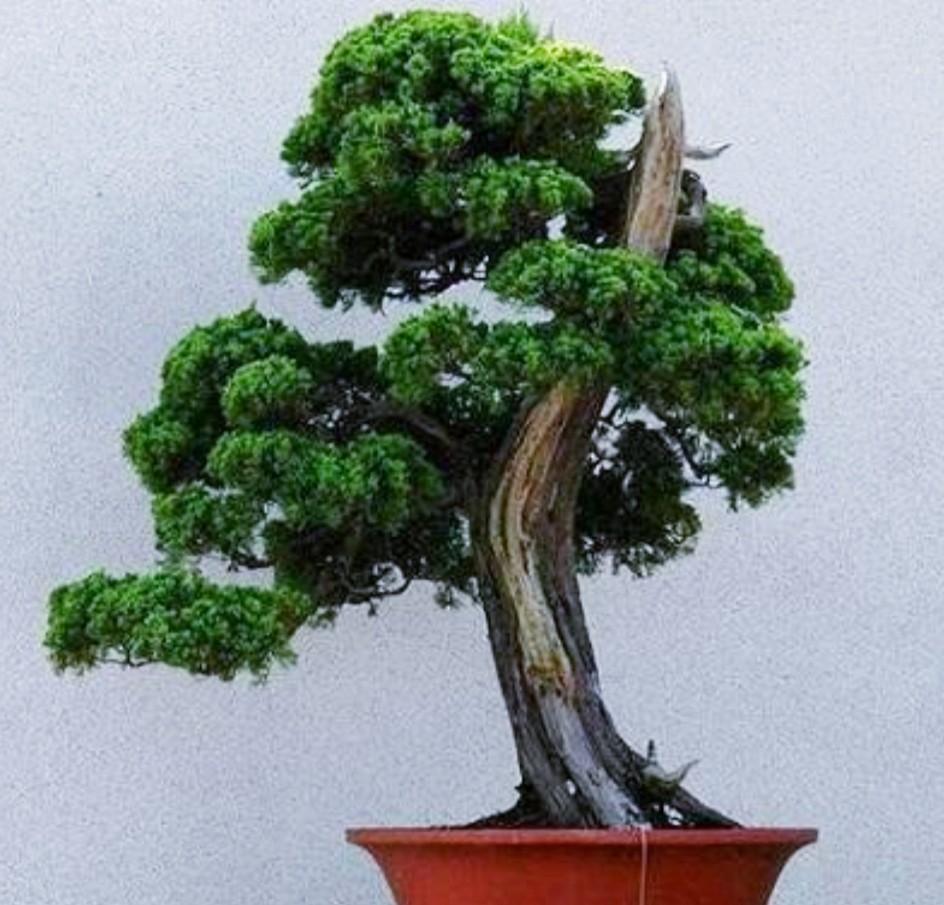 柏树舍利干涂石硫合剂多久涂一次,柏树盆景剥舍利干方法