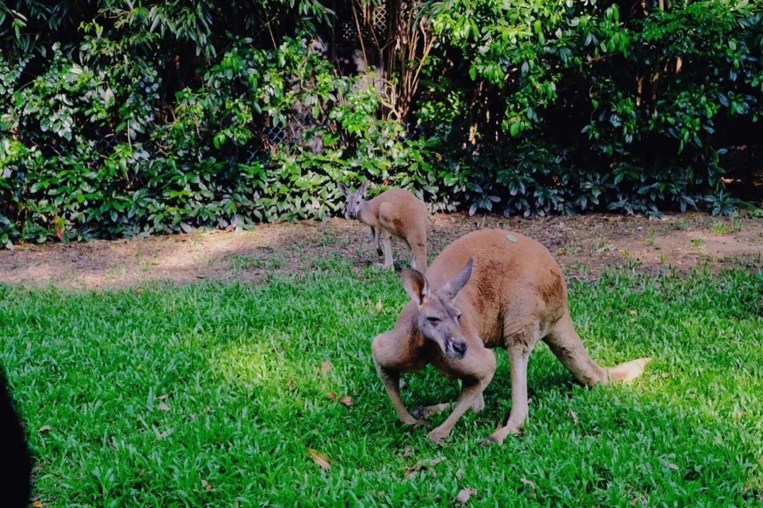 广州长隆购买攻略,广州长隆游玩攻略必买