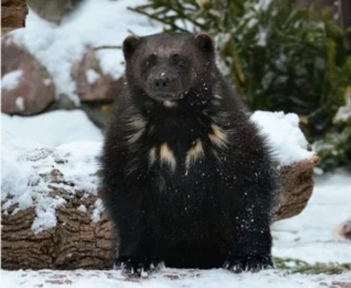 随笔贝加尔湖畔,贝加尔湖旅游随笔
