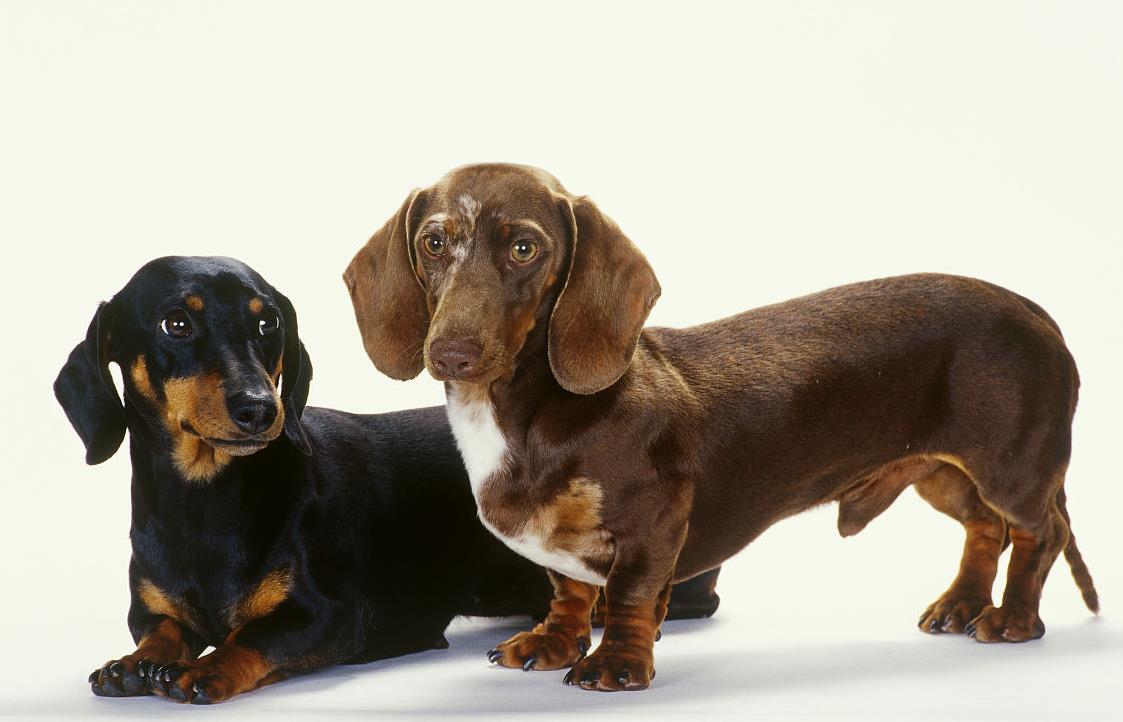 腊肠犬的优点和缺点及智商,宠物胸背腊肠犬