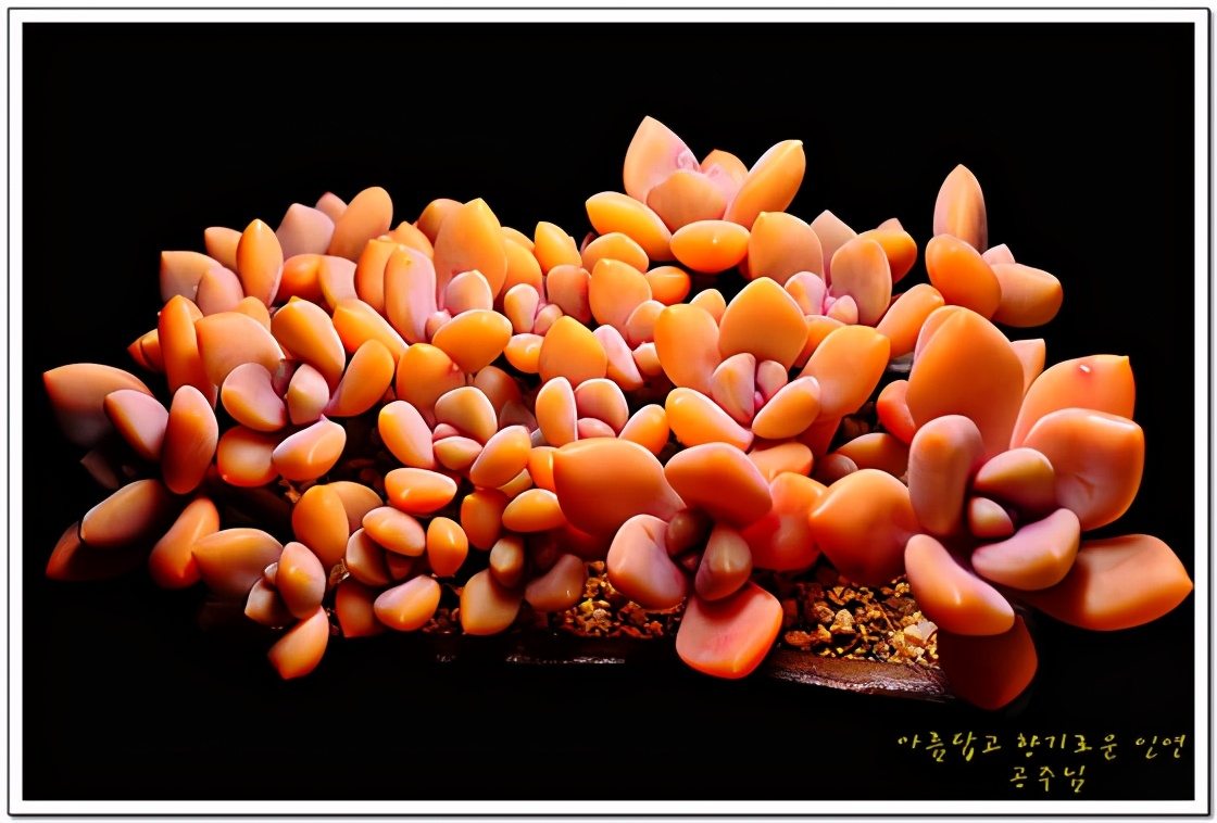 韩国多肉有多仙,韩国公主多肉图片大全