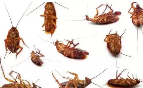 原来蟑螂最怕它,地上撒上少许,比蟑螂药好用