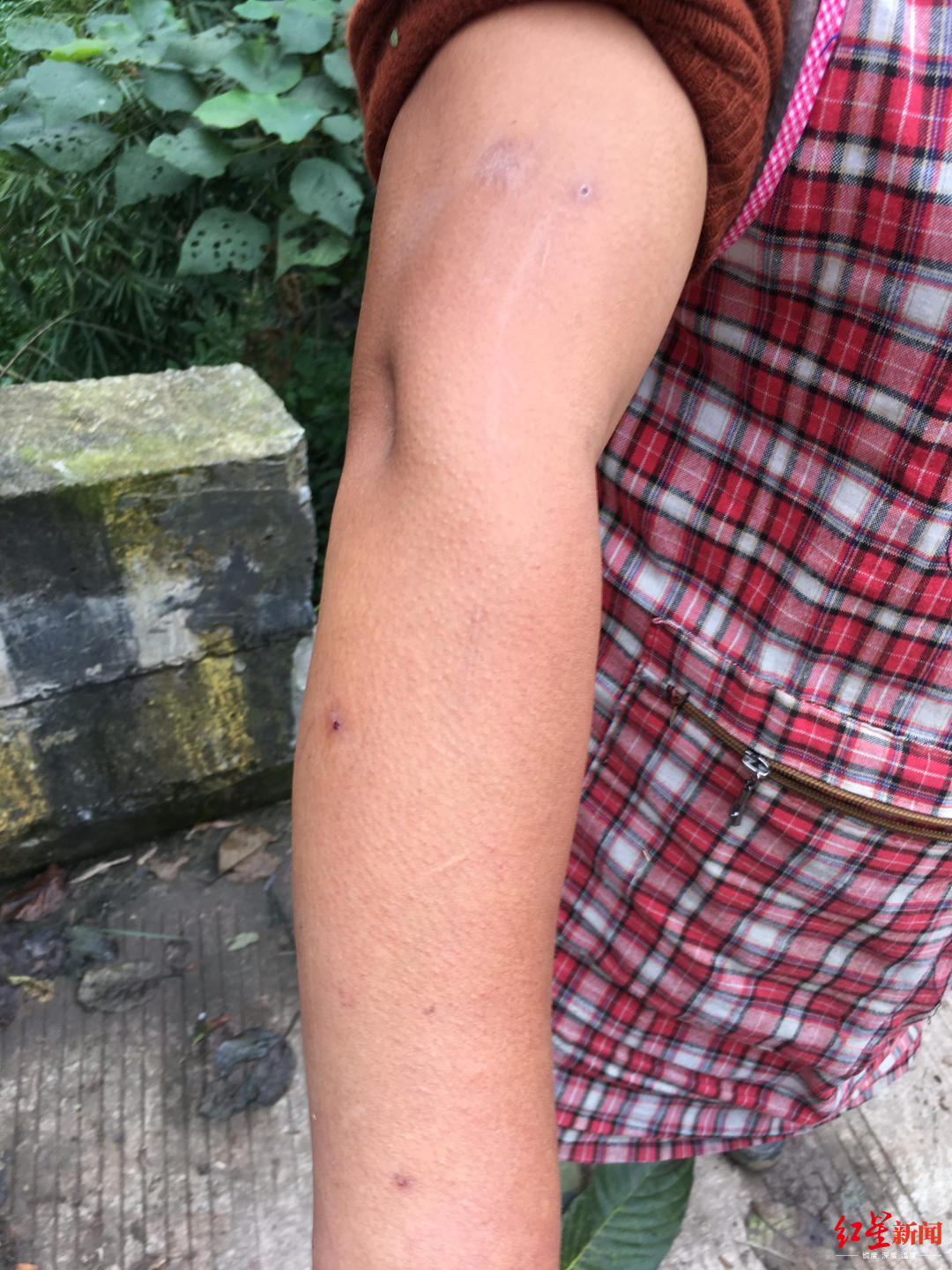 被胡蜂蜇死的养蜂人,野蜂蜂巢被摘无家可归发狂蜇死人