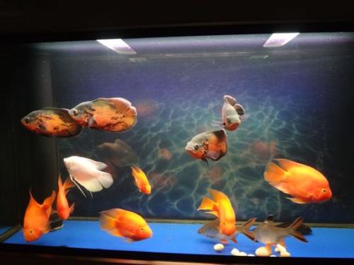 观赏鱼受伤了长毛了怎么回事,观赏鱼怎么判断是外伤还是烧鳍