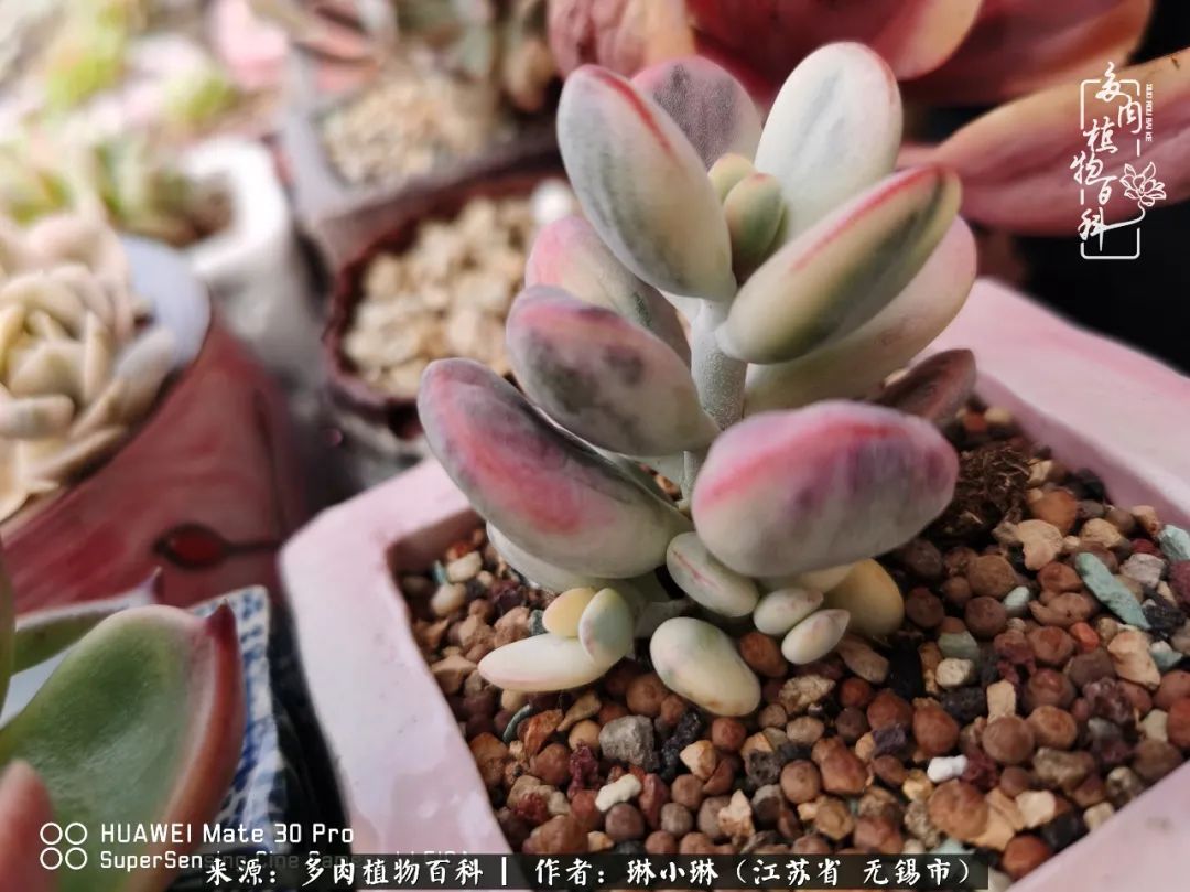 多肉变美是需要时间的,千万别辜负了多肉变美的黄金季节
