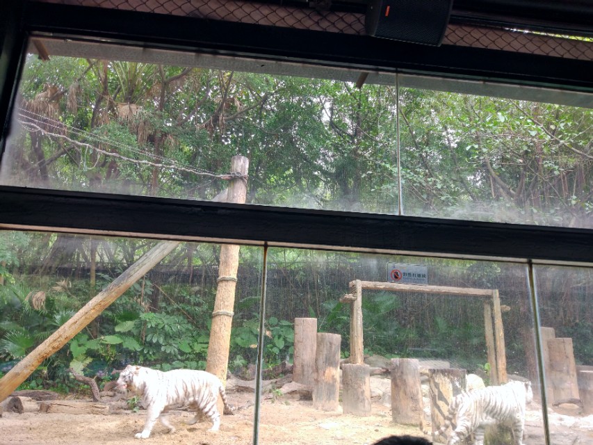 广州长隆野生动物世界二日游,广州长隆野生动物世界步行游览区