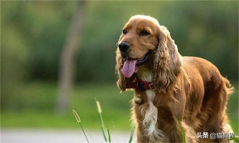 狗狗大了不怎么爱吃饭怎么回事,狗狗大了不回家怎么办