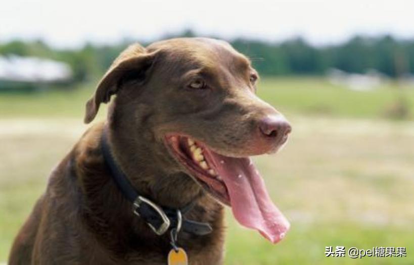 夏天时狗狗中暑,夏天狗狗中暑怎么治疗怎么输液