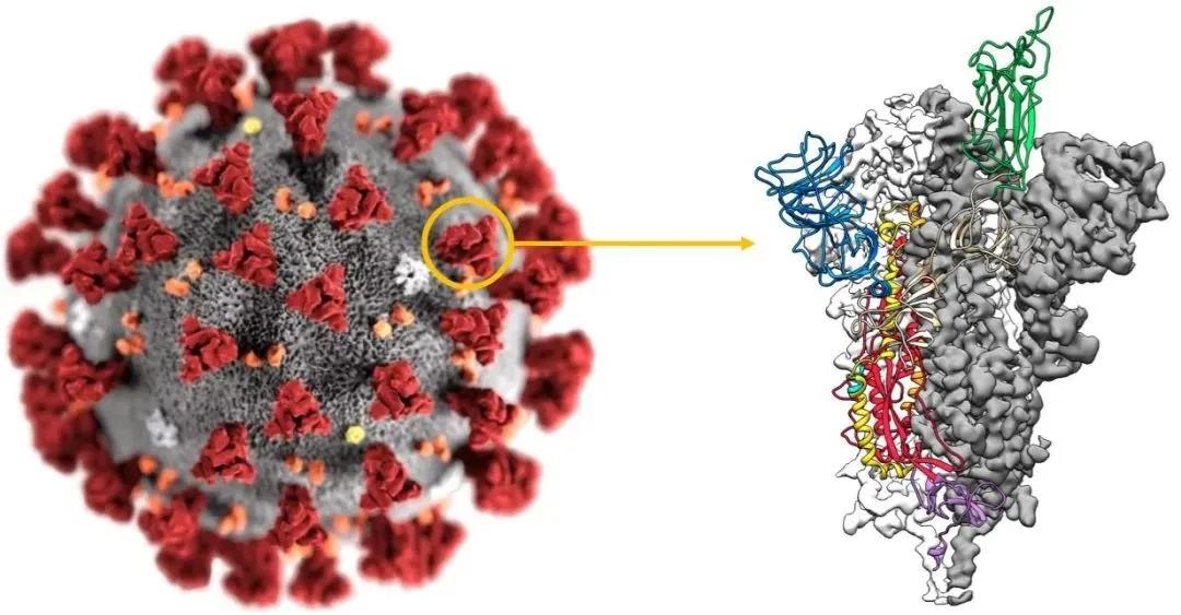 大家对新冠疫苗的看法采访,新冠疫苗第2剂接种