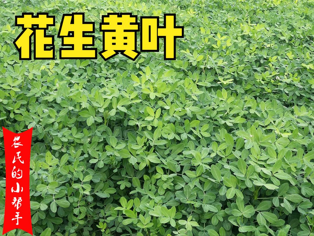 花生新叶发黄怎么办,花生苗期发黄是什么原因打什么药