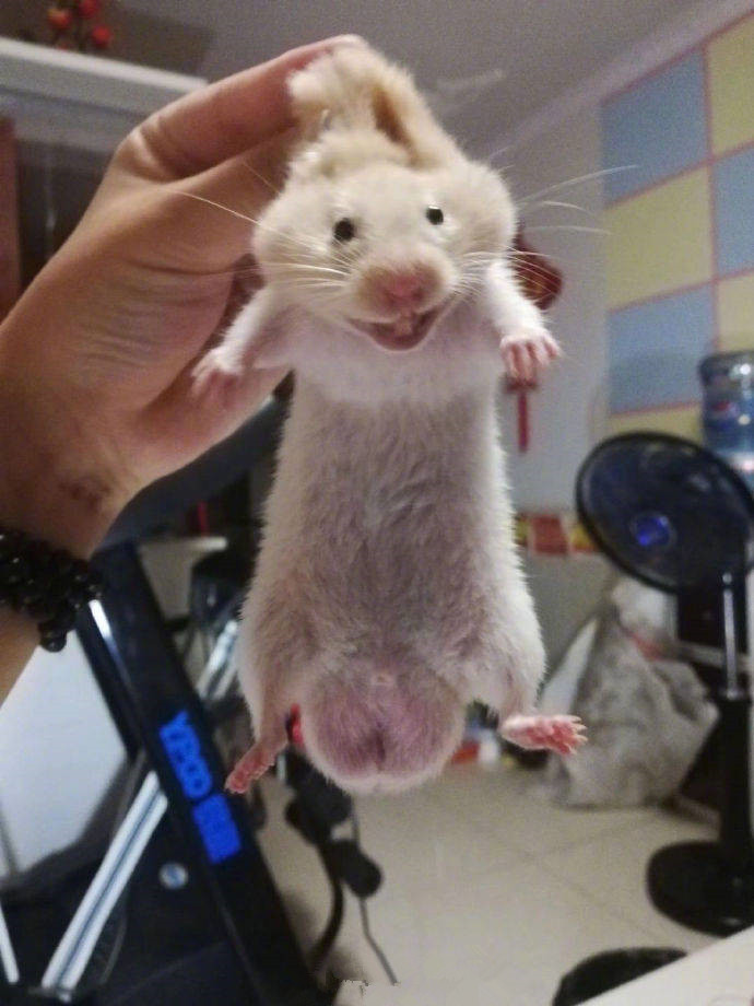 仓鼠长瘤什么原因,一女子买了一只仓鼠