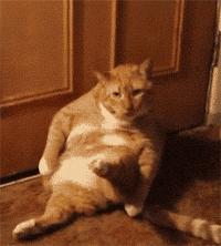 猫咪总挠痒痒就是有跳蚤？4招搞定猫咪瘙痒问题