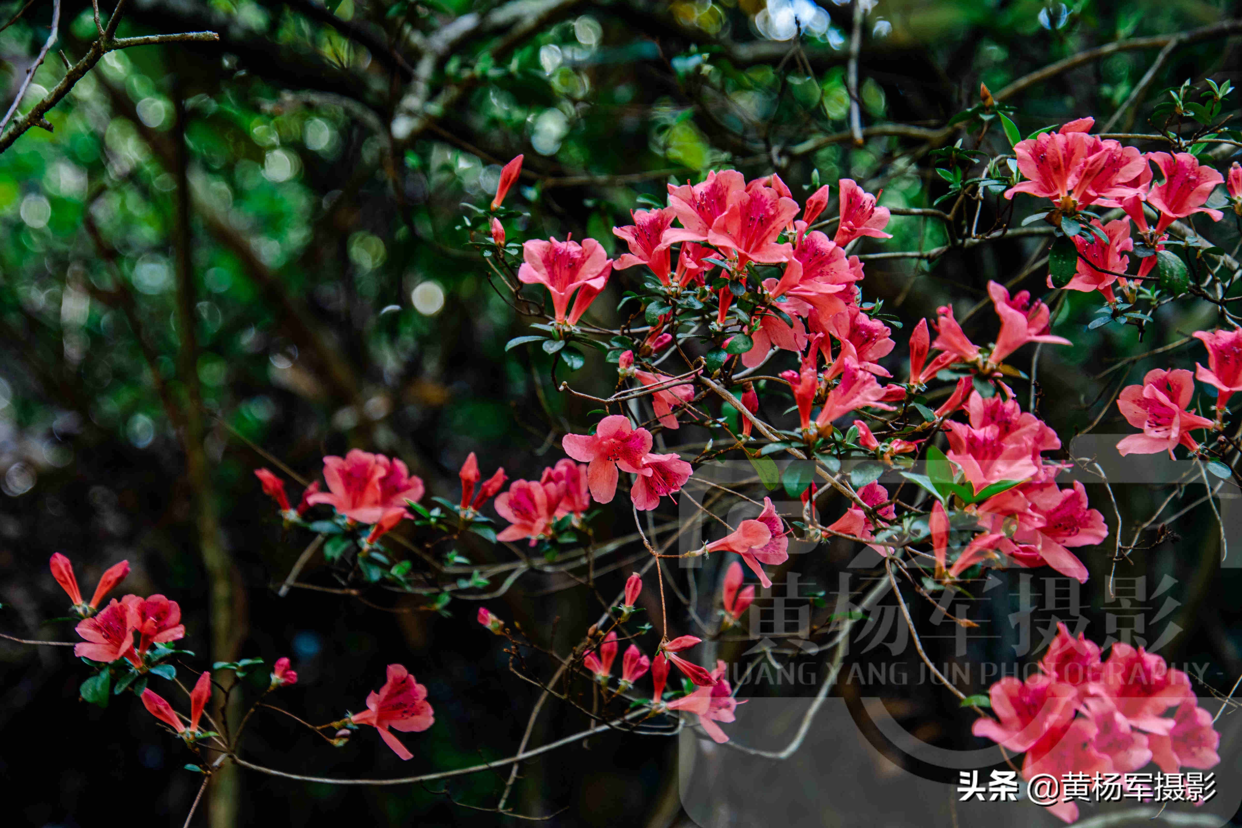 鏄ュぉ婕北閬嶉噹鐨勬槧灞辩孩缇庢櫙,婕北閬嶉噹鐨勬槧灞辩孩缇庝笉鑳滄敹